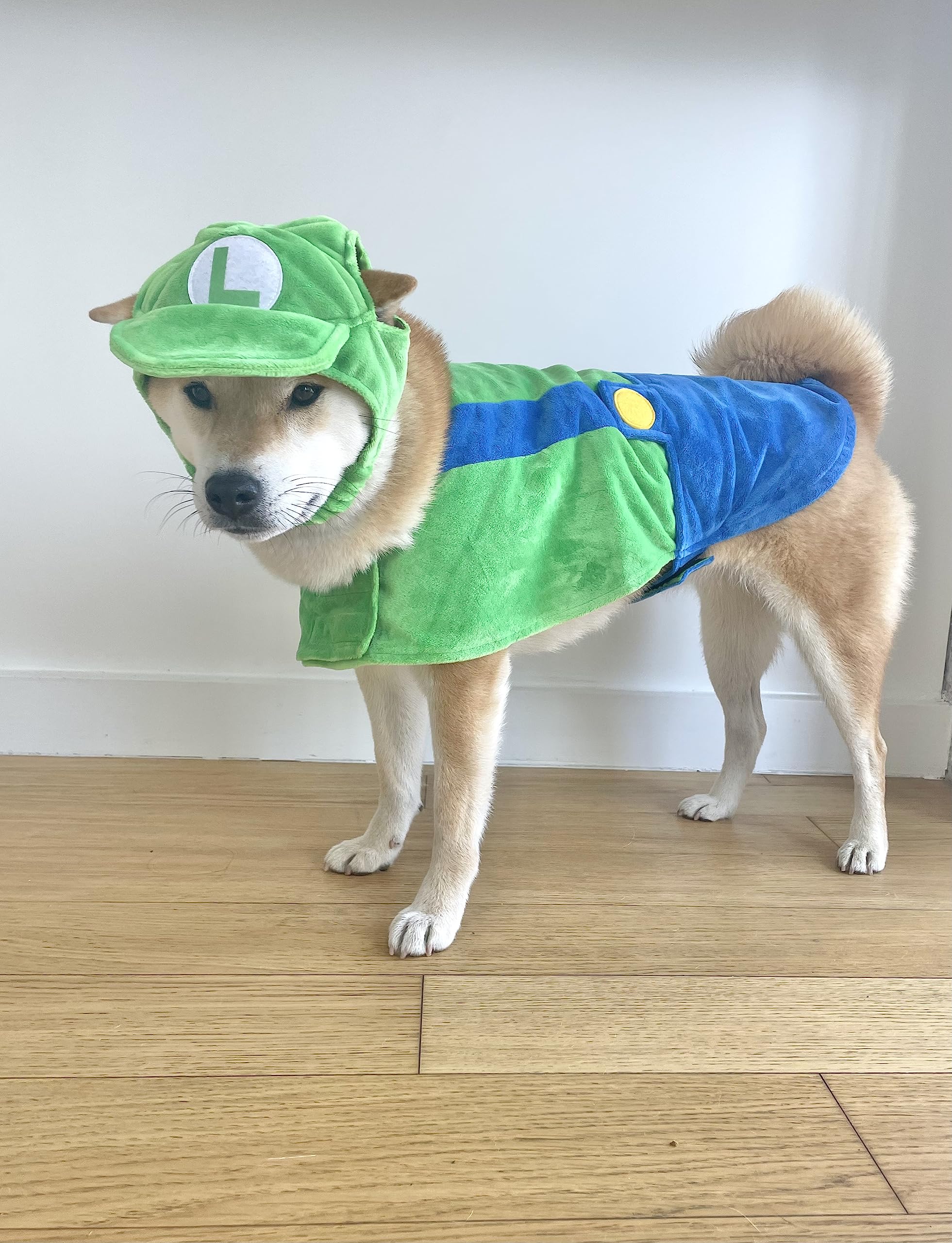 ComfyCamper chien portant le costume en promenade pour looks et photos