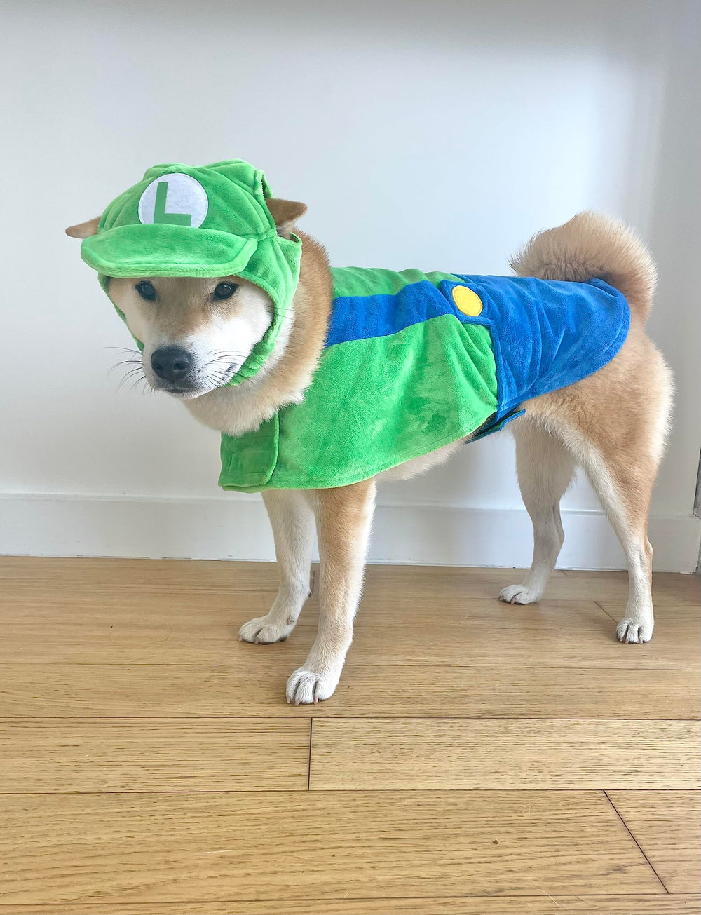 ComfyCamper chien portant le costume en promenade pour looks et photos