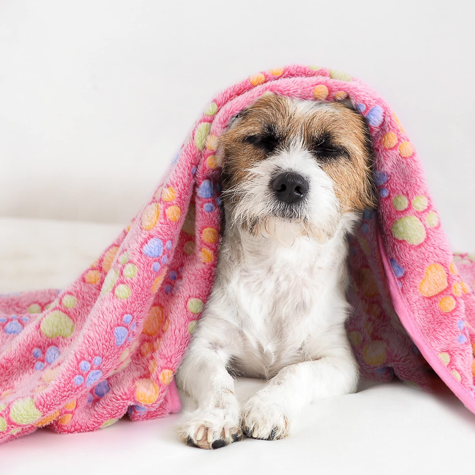 Comsmart chiot dort sur les plaids, ambiance cosy et propre