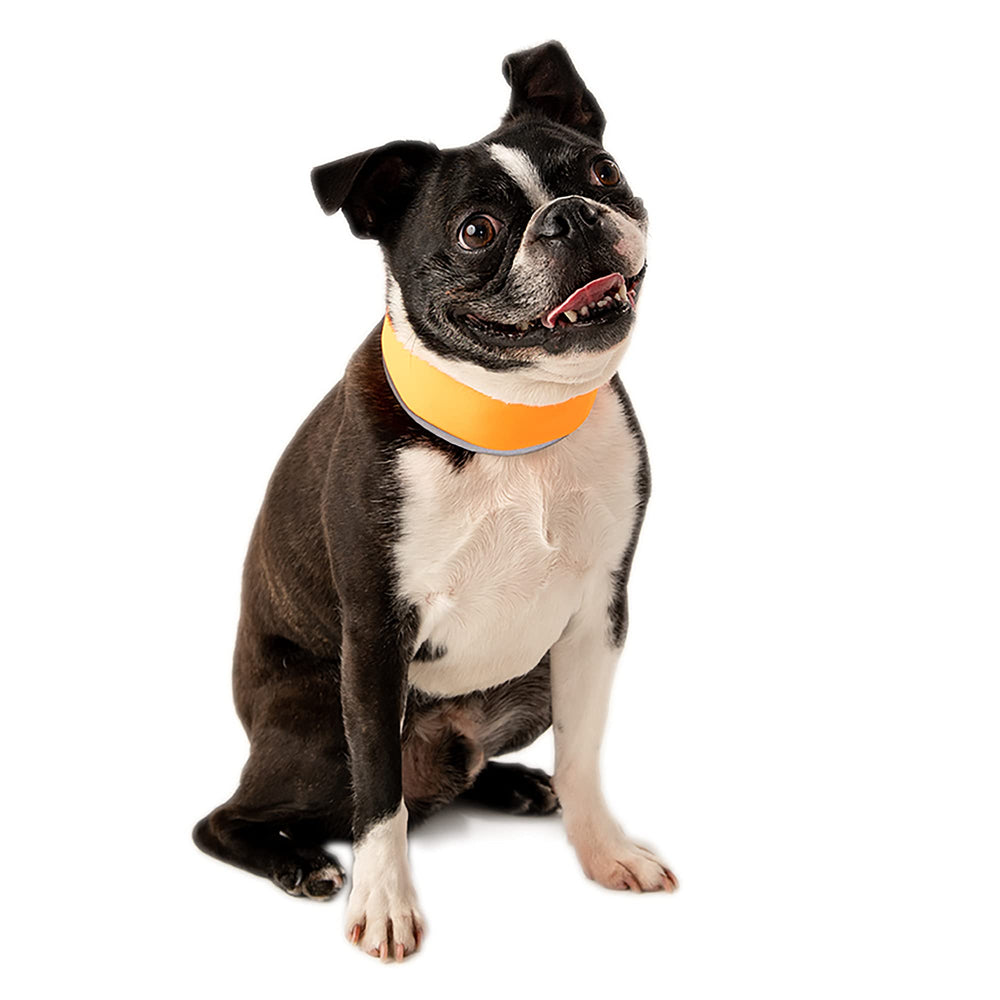 CoolerDog collier face avant orange, visibilité accrue pour promenades sûres