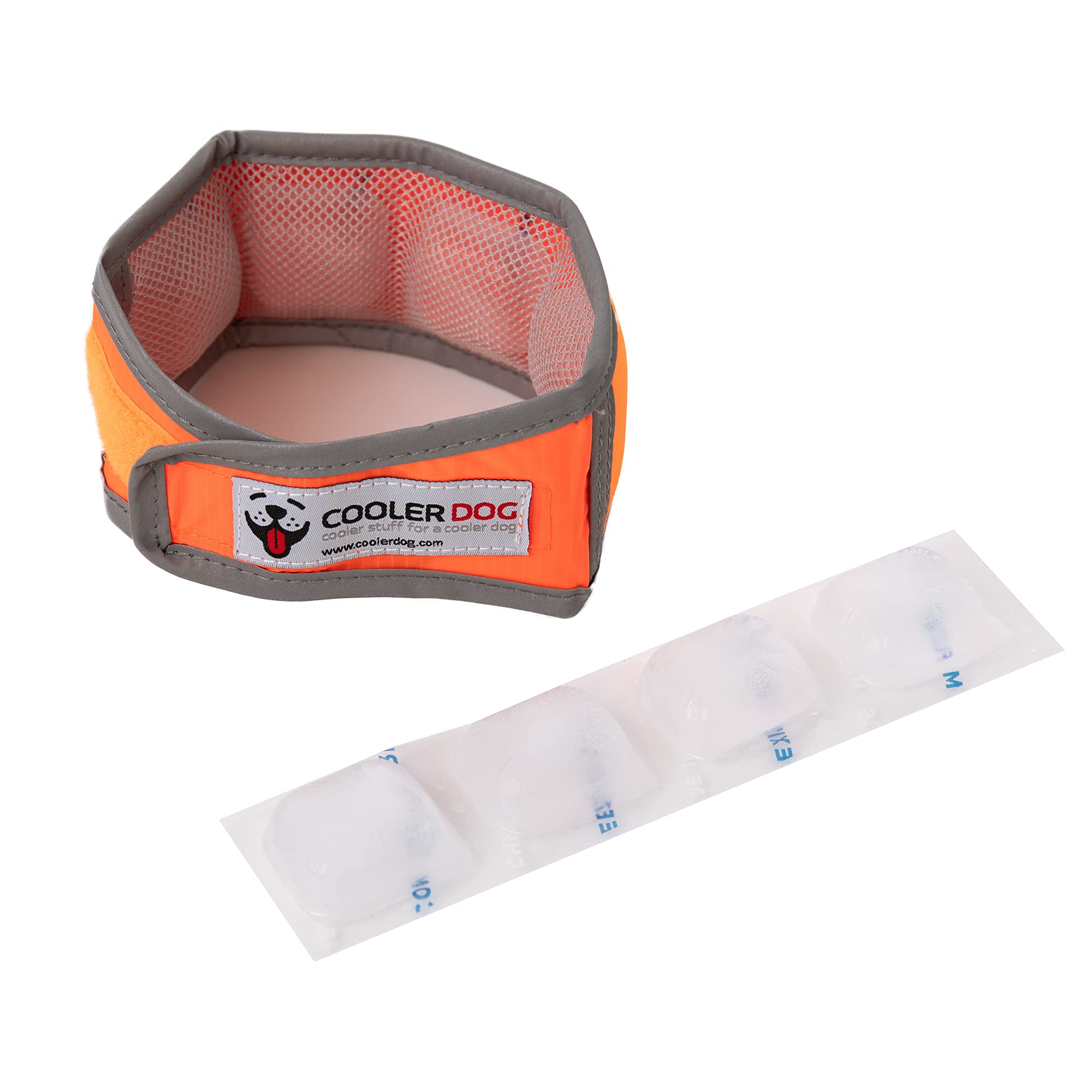 CoolerDog collier à l'échelle près d'une règle montrant la taille Small pratique