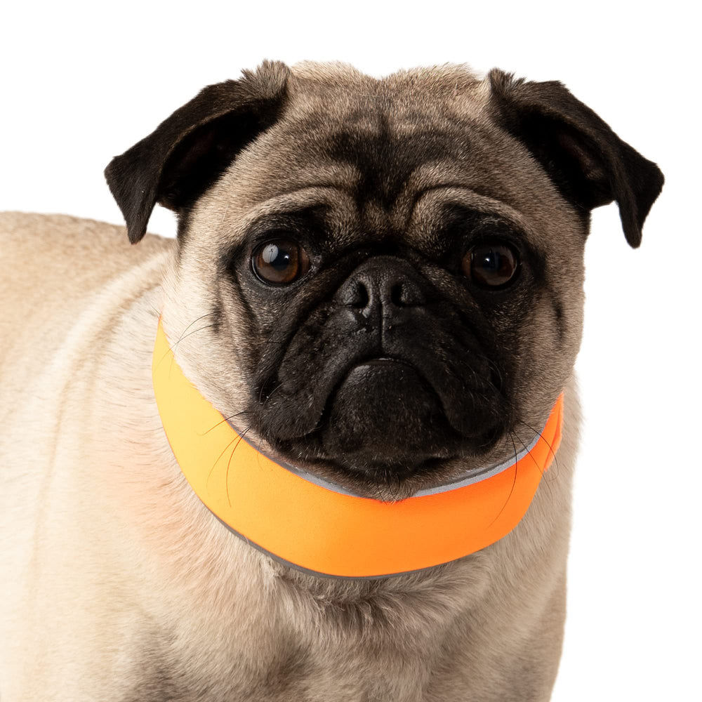 CoolerDog inserts glace détachables montrant le gel réutilisable et frais