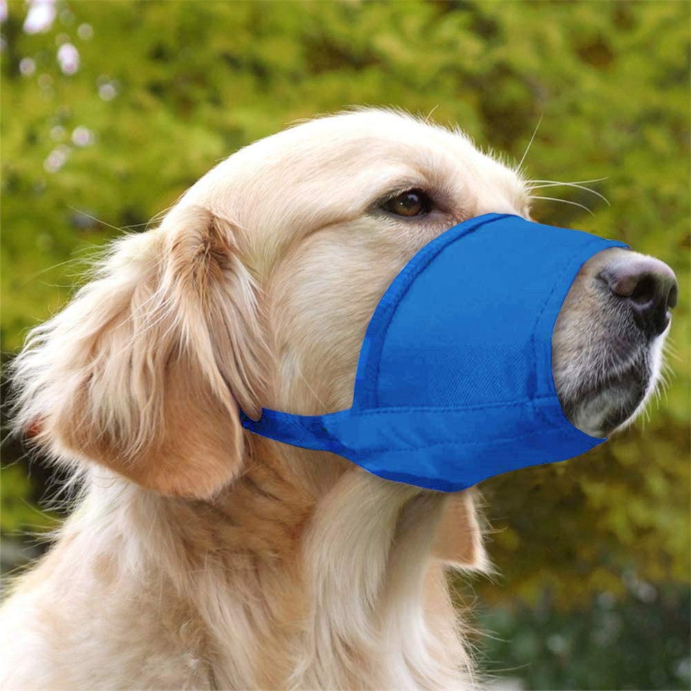 Coppthinktu muselière démonstration chien buvant montrant accès à l'eau facile