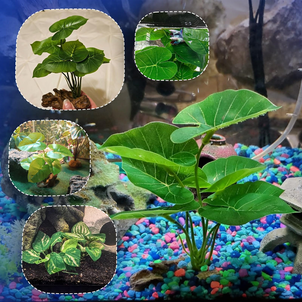 CousDUoBe mise en scène zen pour aquarium apportant touche décorative