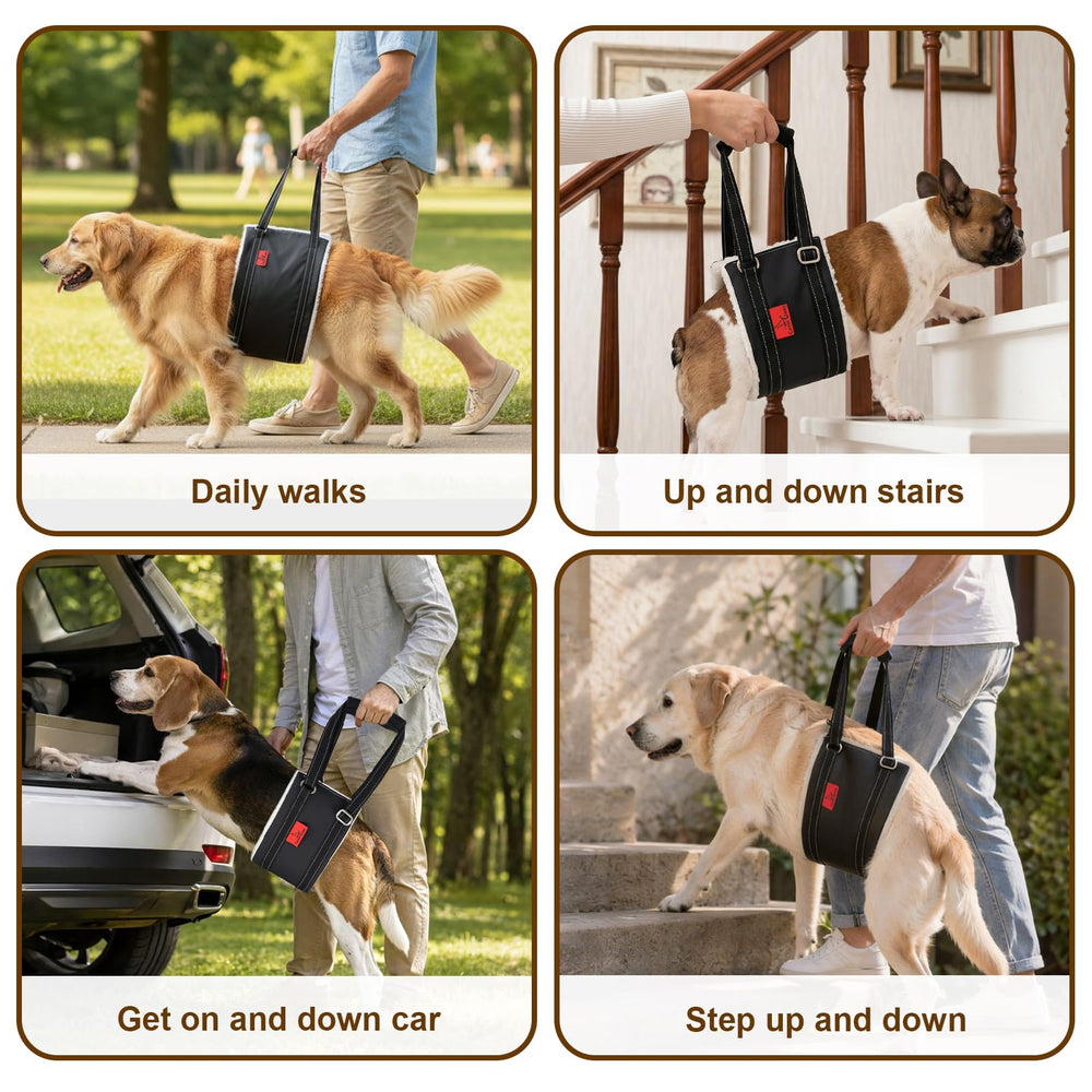 Cover Geny comparaison taille XS sur petit chien montrant ajustement précis