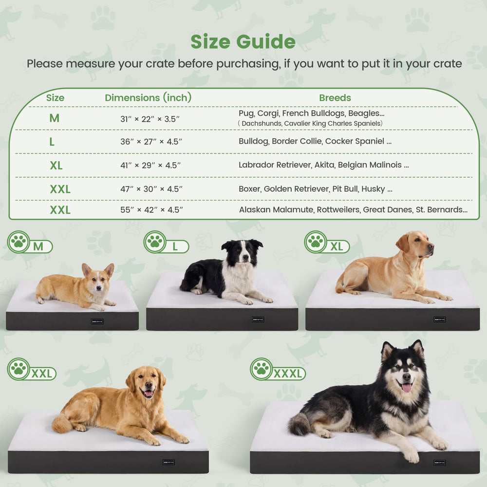 COZCIENCE comparaison taille avec règle, dimensions claires