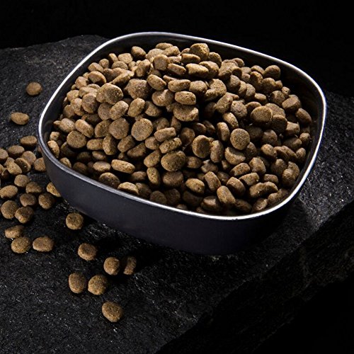 crave chien mangeant croquettes démontrant énergie et plaisir