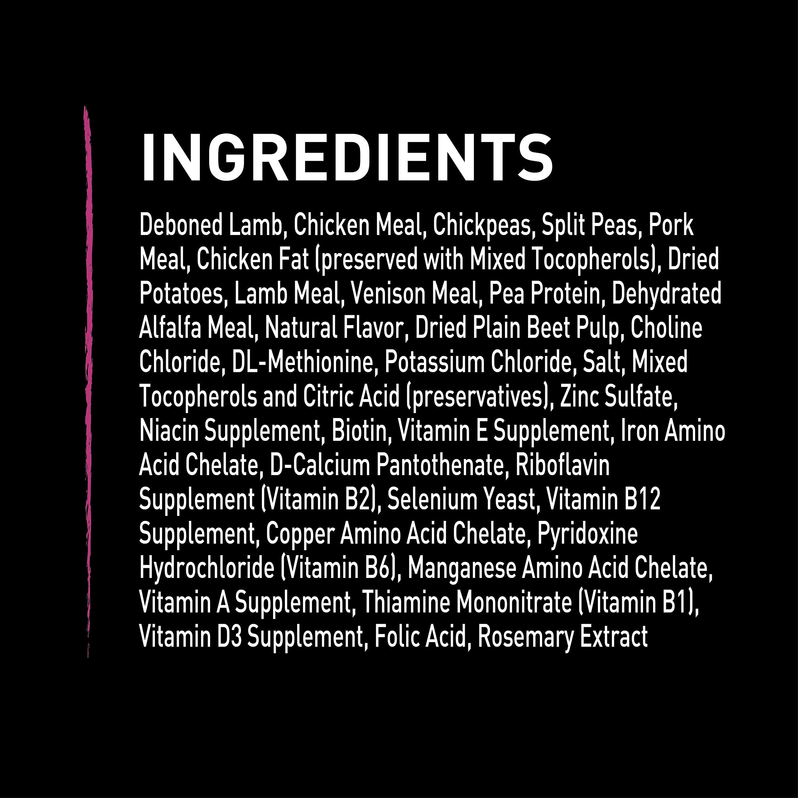 crave chien actif après repas illustrant vitalité retrouvée