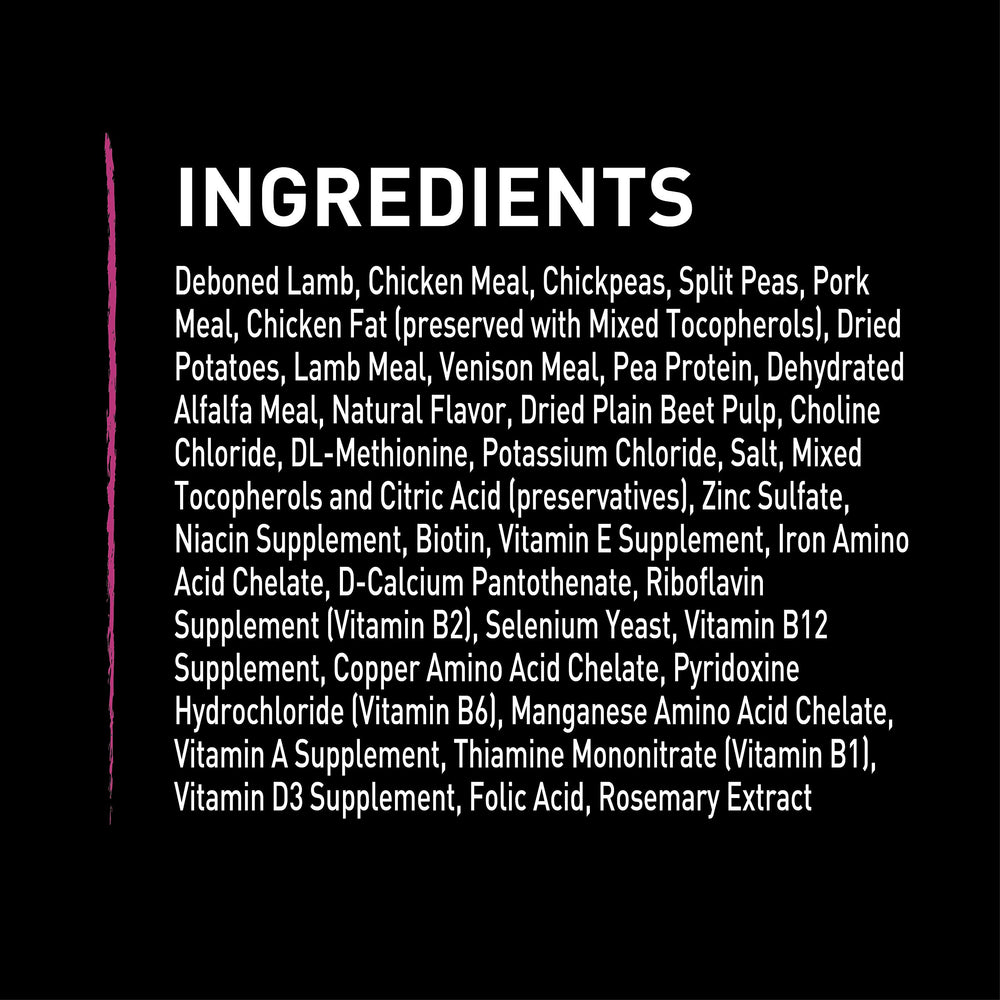 crave chien actif après repas illustrant vitalité retrouvée