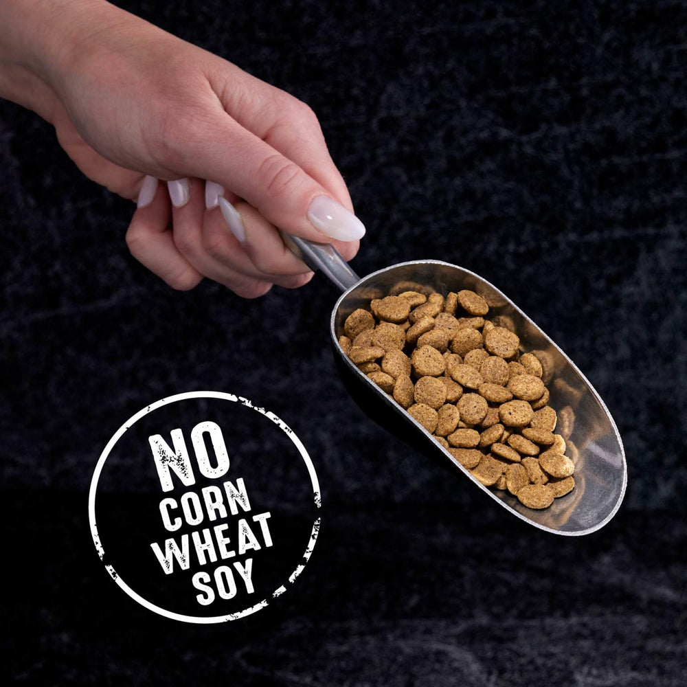 Crave chat adulte jouant après repas démontrant vitalité soutenue