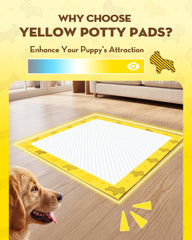 Croci couleur jaune vive et motif rendant l'emplacement attractif