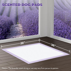 Croci gros plan sur les 6 couches montrant absorption rapide