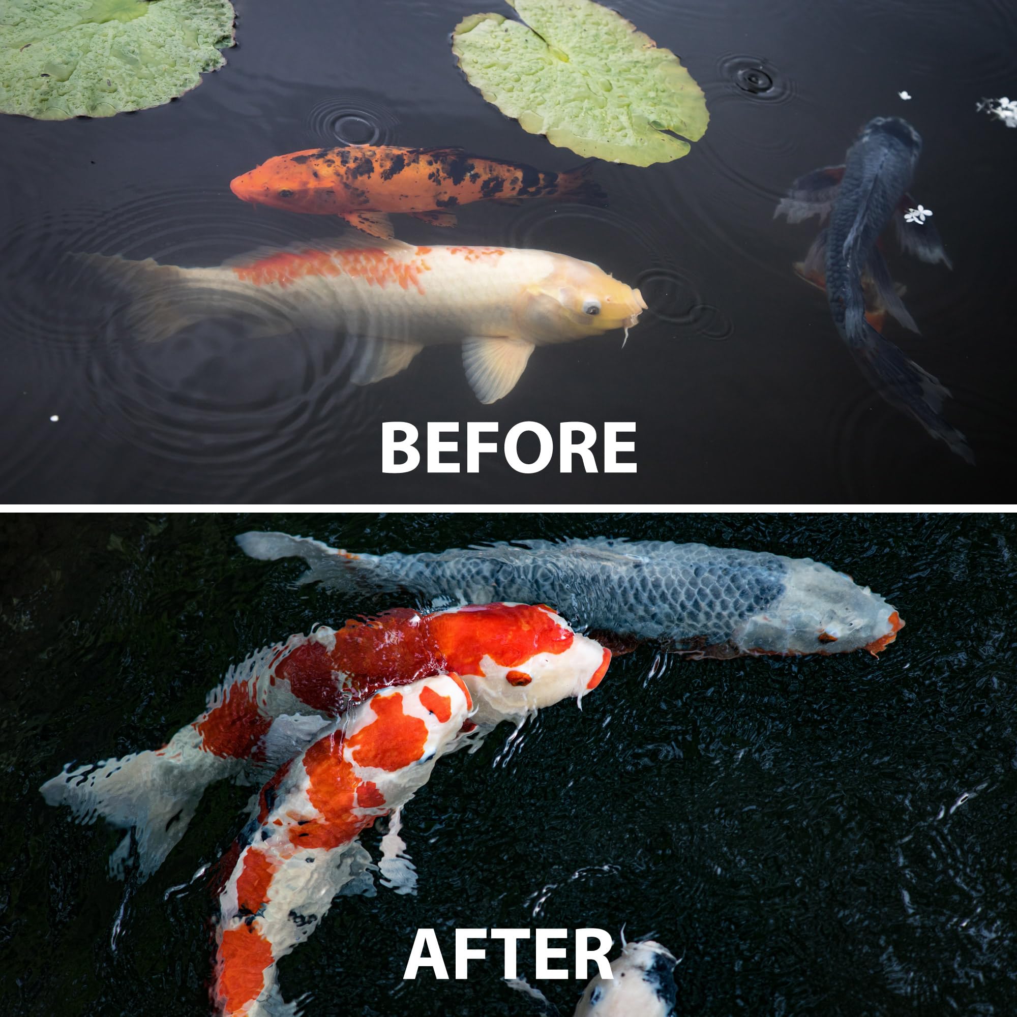 CrystalClear poisson mangeant granulés à la surface pour énergie contrôlée