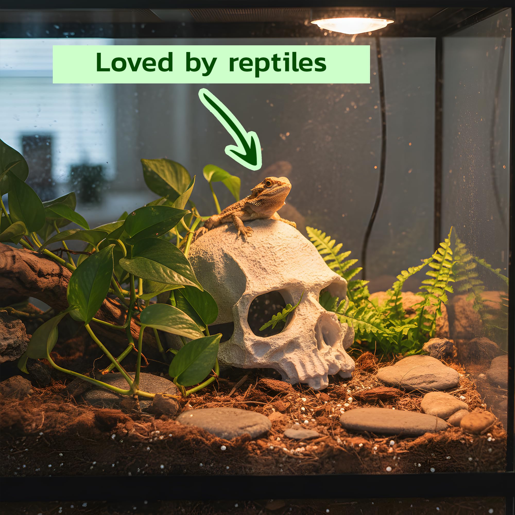 CTWPets crâne en aquarium avec betta offrant cachette et confort