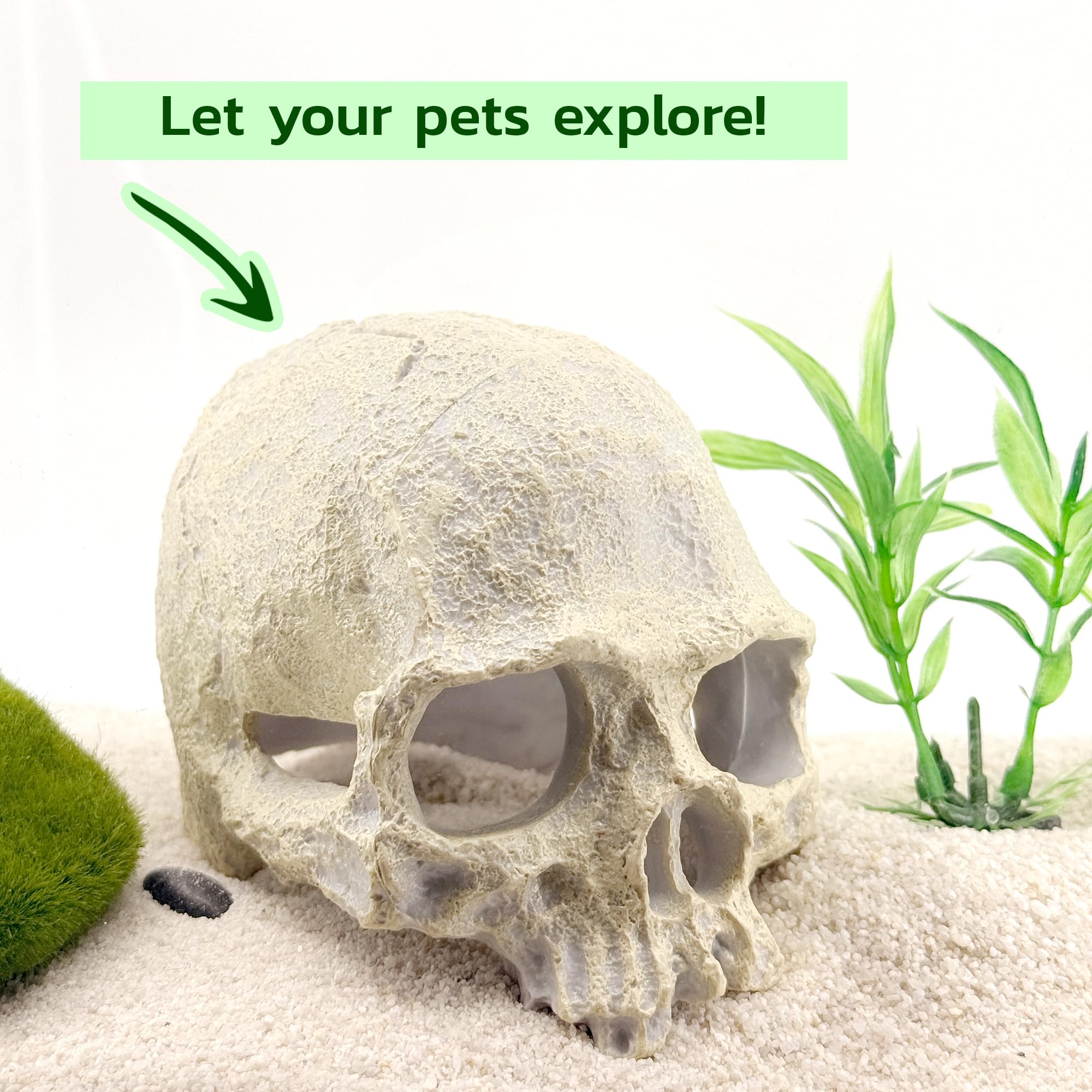 CTWPets crâne ouverture intérieure montrant espace refuge pour crevettes
