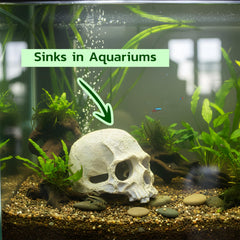 CTWPets crâne gros plan sur texture résine sécurisée pour poissons