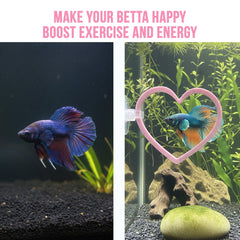 CTWPets anneau en cœur installé dans aquarium avec betta actif, stimule le jeu