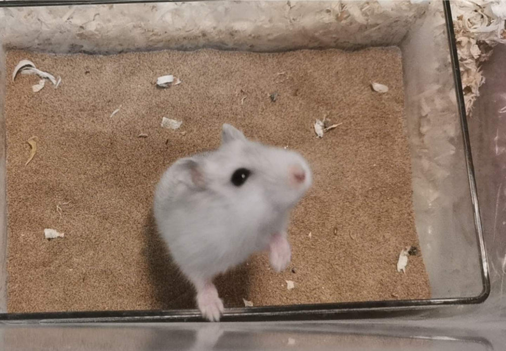 Cumuiu hamster utilisant le bac avantage observation et confort de toilette