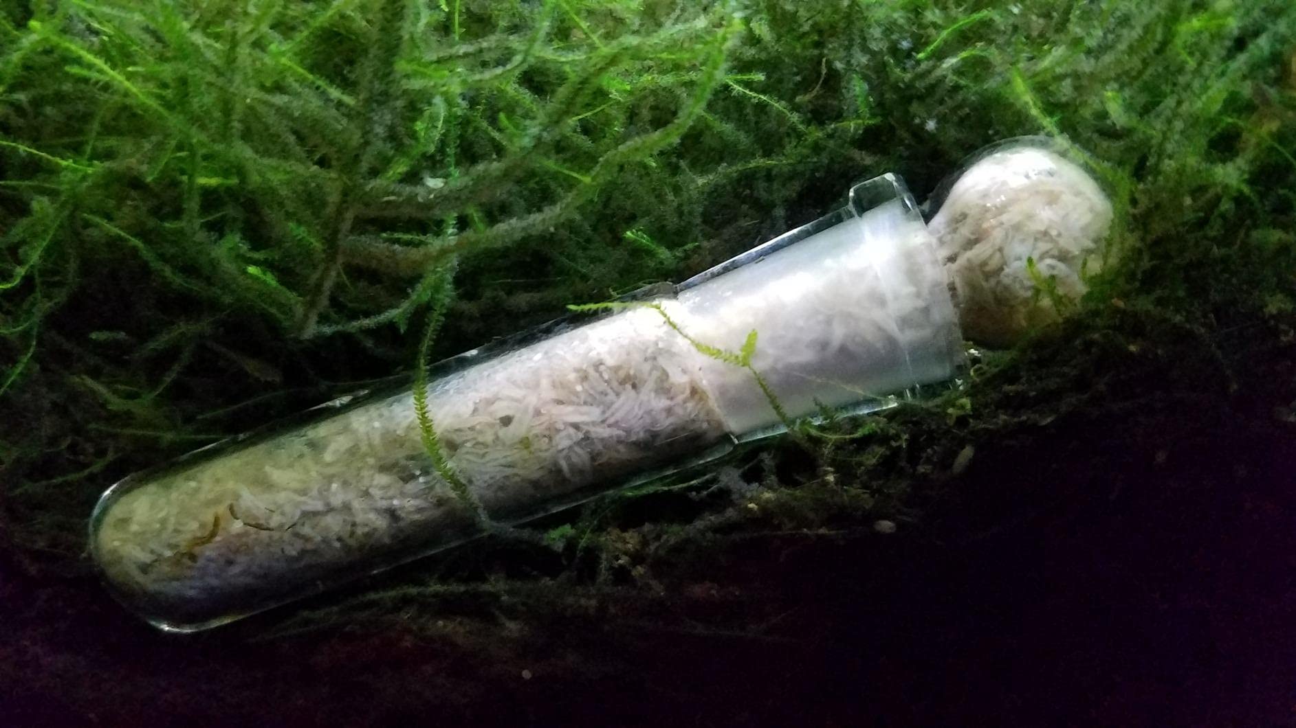 Cunguv piège installé dans un bac à crevettes sans produits chimiques
