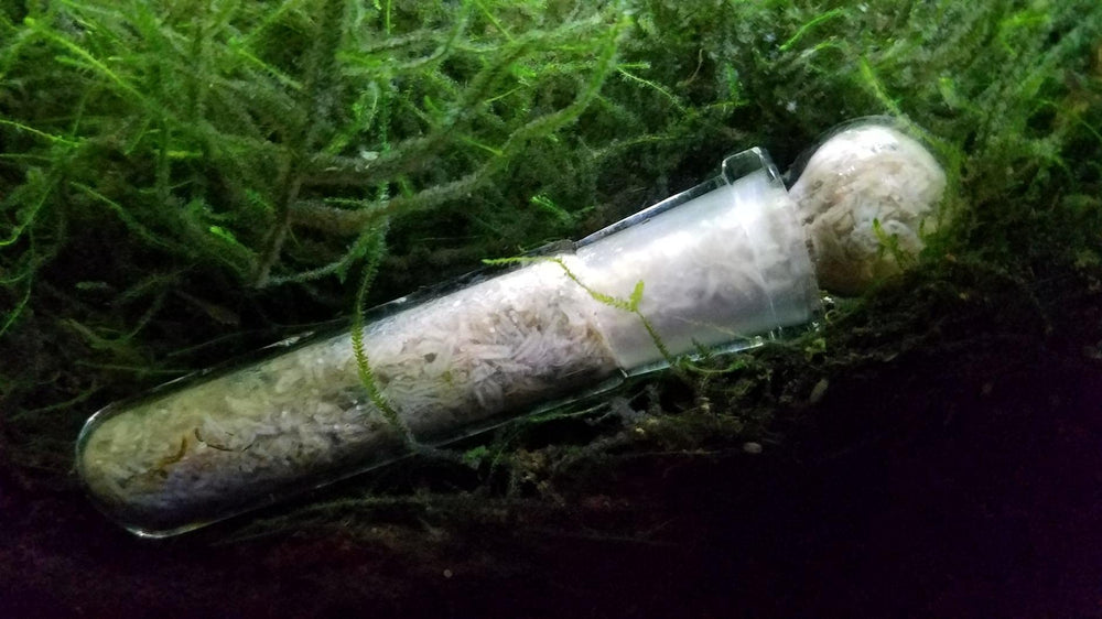 Cunguv piège installé dans un bac à crevettes sans produits chimiques