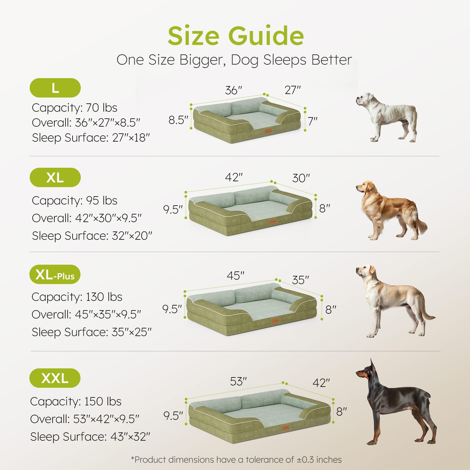 CWAWZ comparaison de taille montrant proportion adaptée aux grandes races