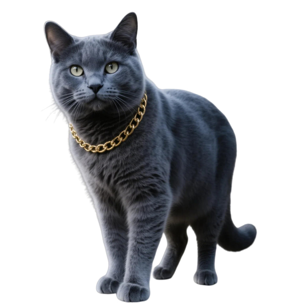 Cwyza collier face avant montrant style élégant et confort