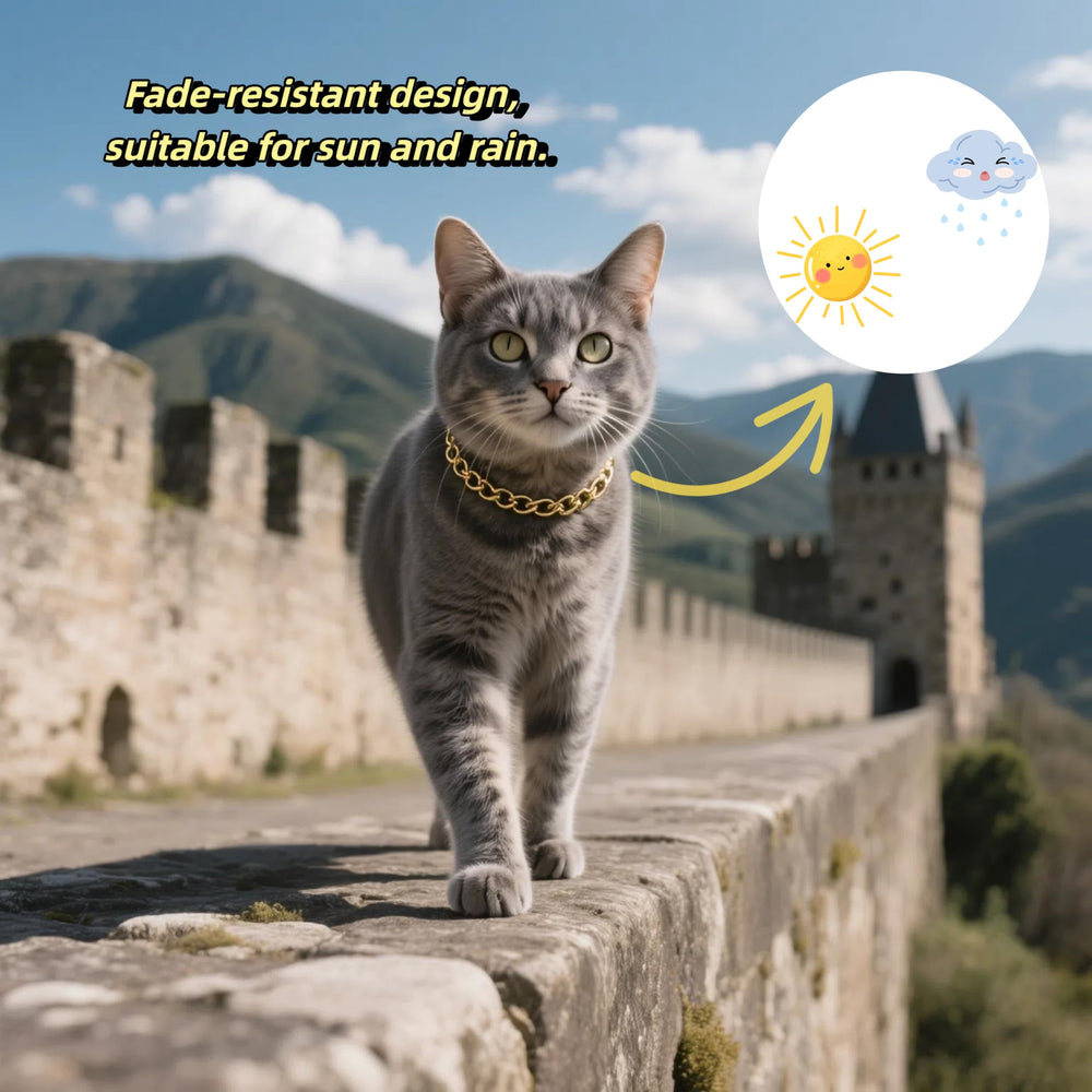 Cwyza collier porté sur chat montrant look soigné en usage
