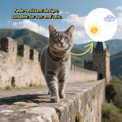 Cwyza collier porté sur chat montrant look soigné en usage