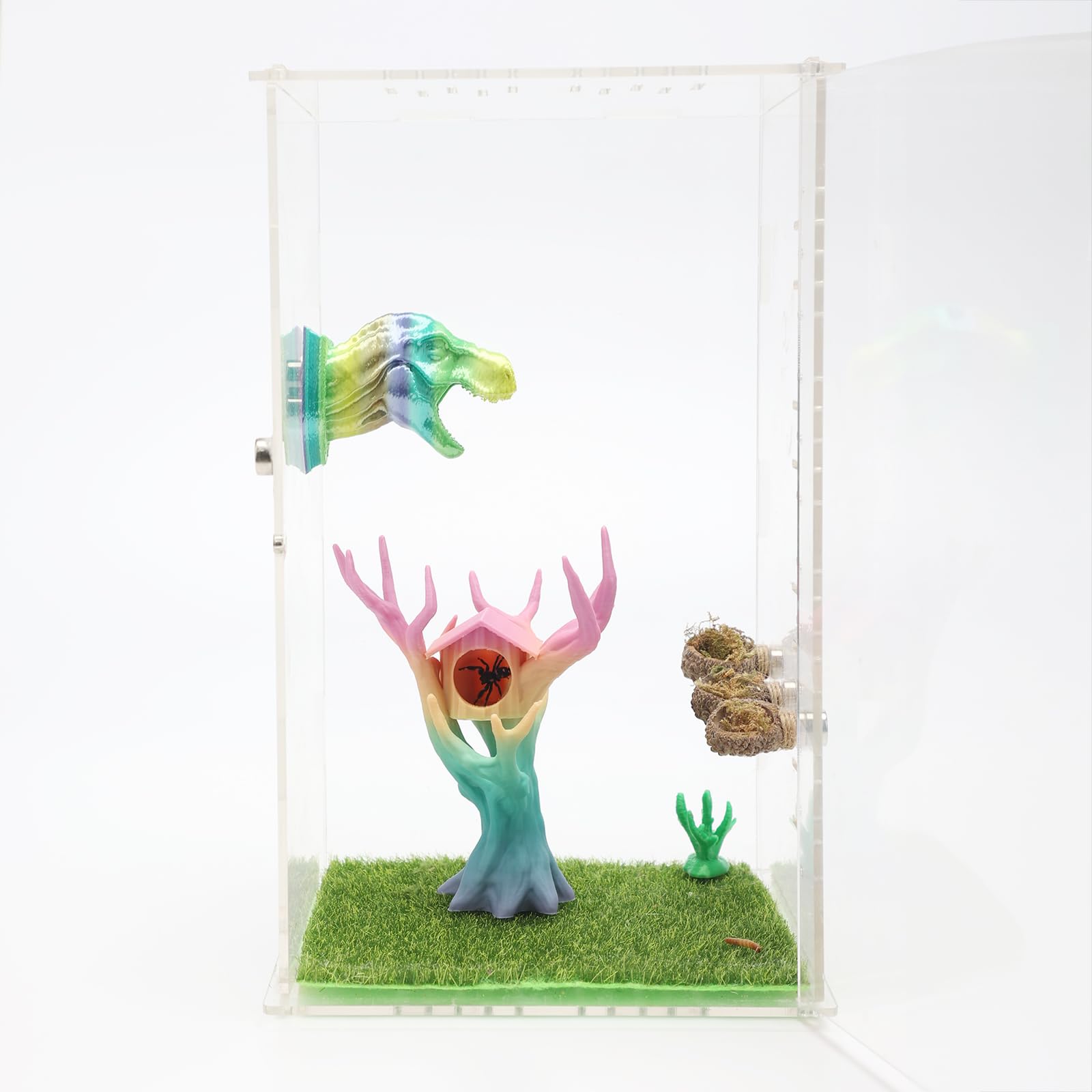 Daerky comparaison de taille illustrant l'échelle adaptée au terrarium