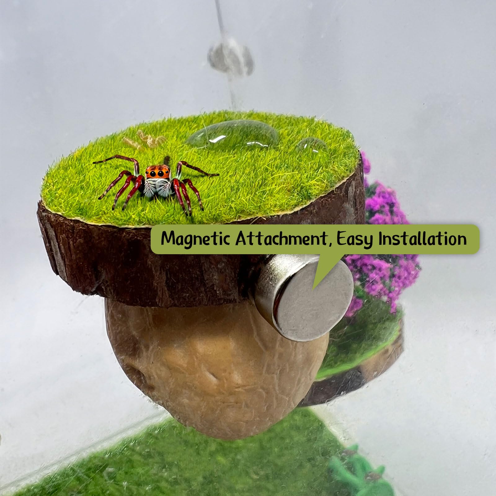 Daerky cachette installée sur paroi de terrarium, montage sans perçage