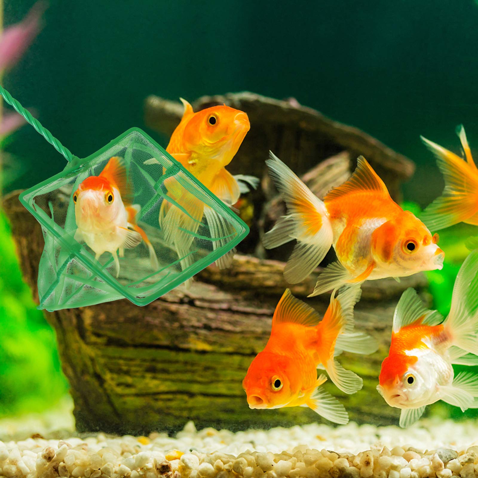 DAGUANZHI filet en action dans un aquarium, capture douce du poisson