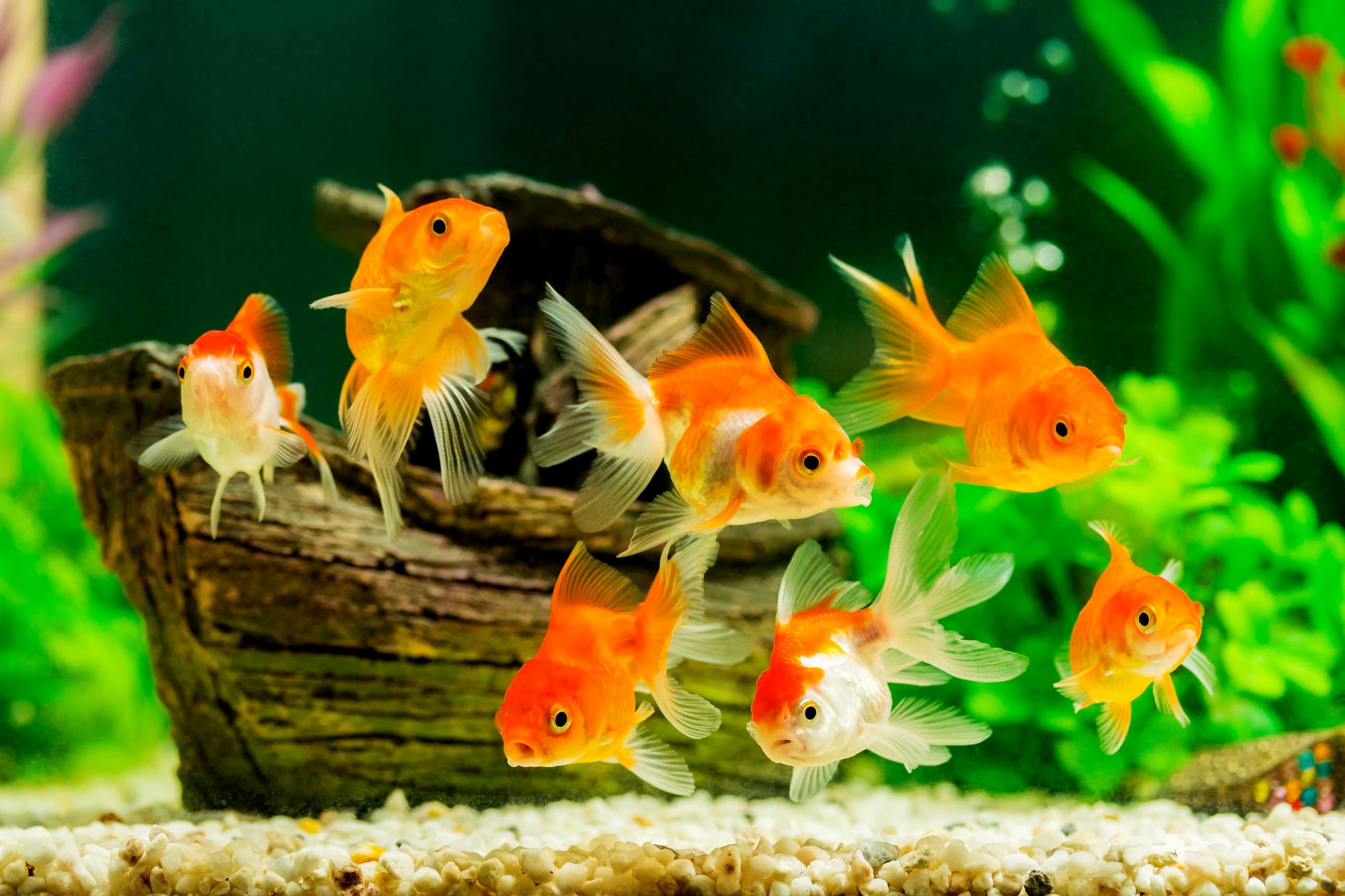 Danner pompe en décor aquarium montrant performance discrète et faible consommation