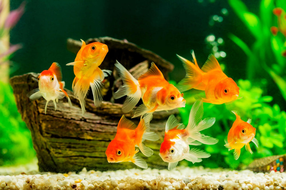 Danner pompe en décor aquarium montrant performance discrète et faible consommation