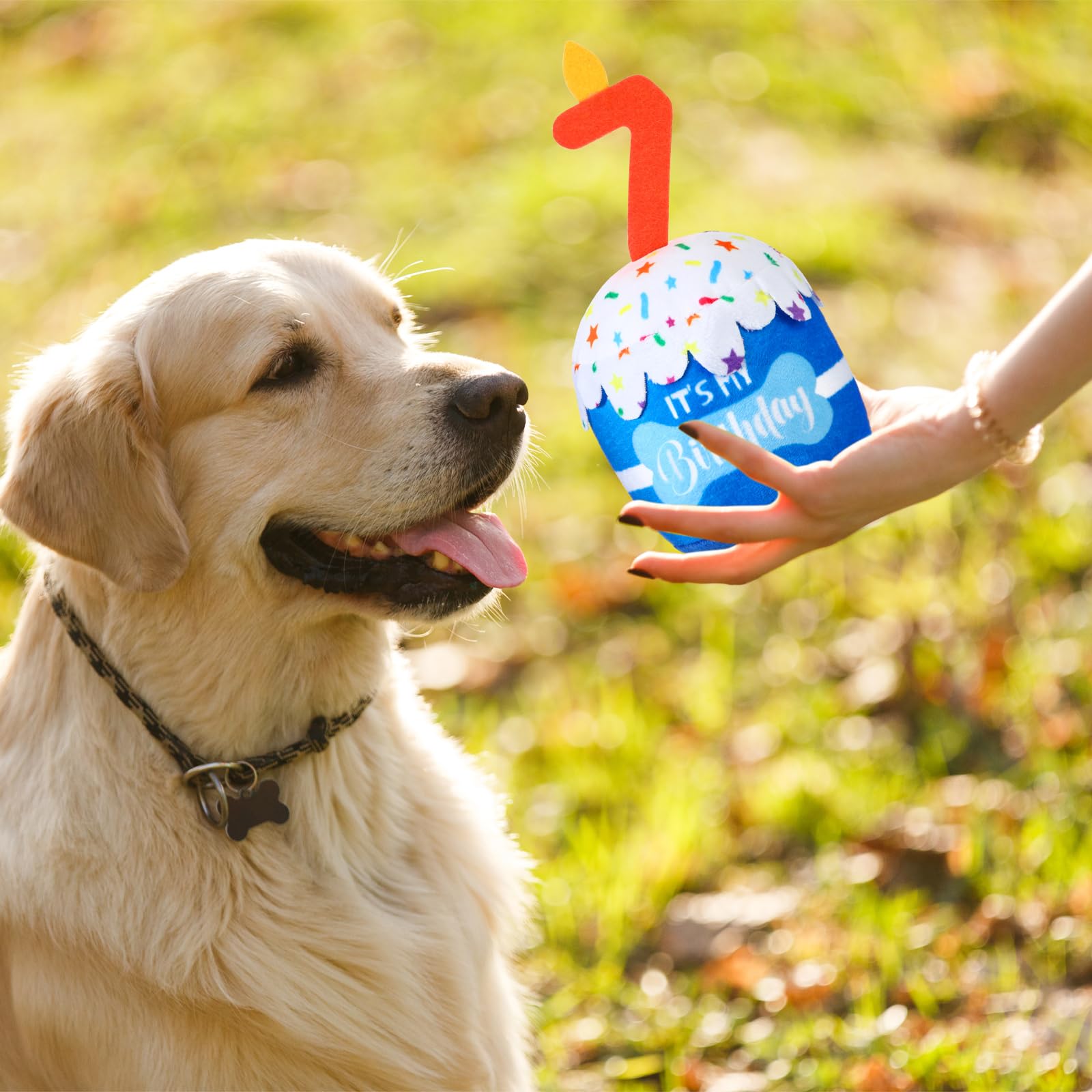 Dansydaisy chien en train de jouer, favorise activité ludique et interaction