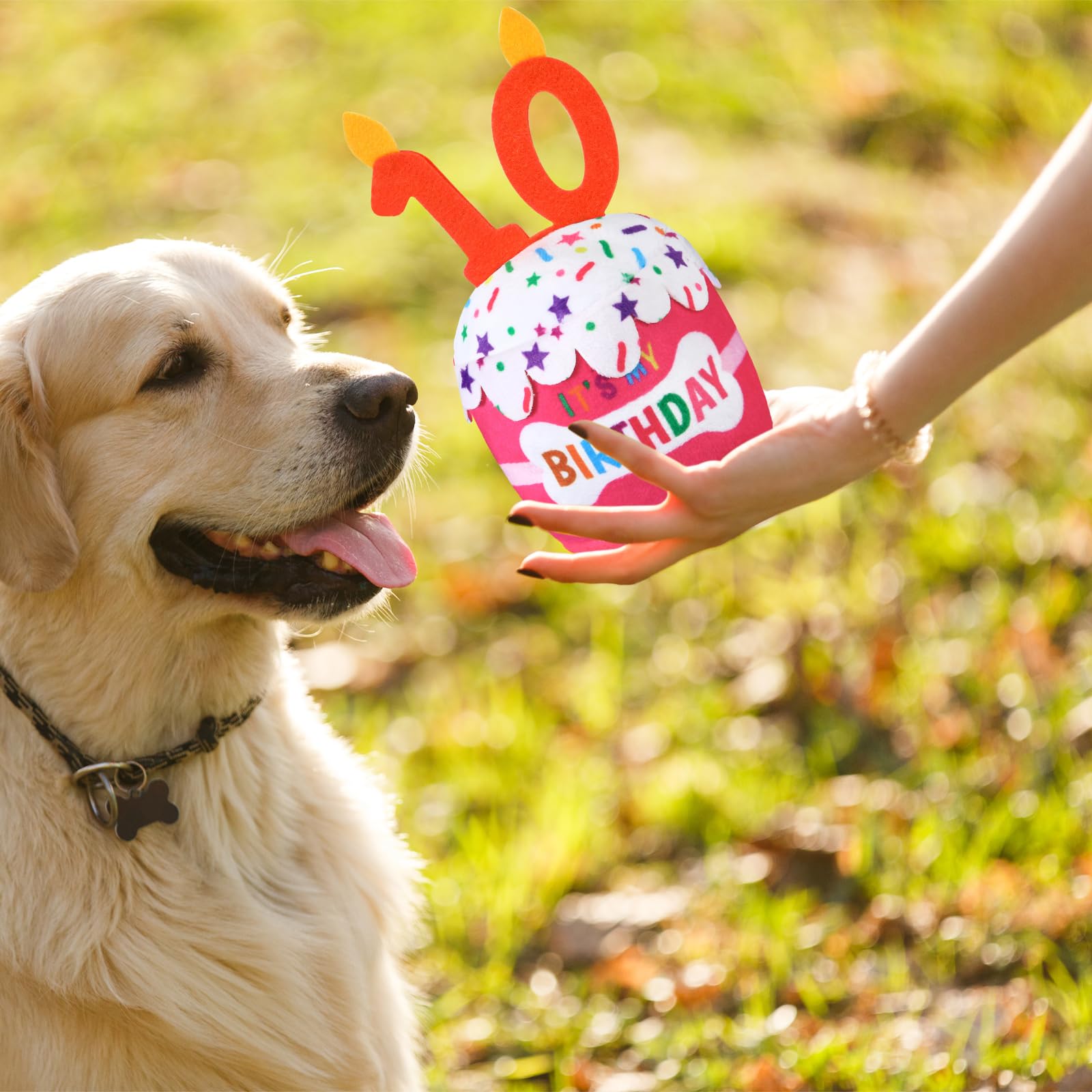 Dansydaisy chien jouant avec le gâteau, divertissement supervisé