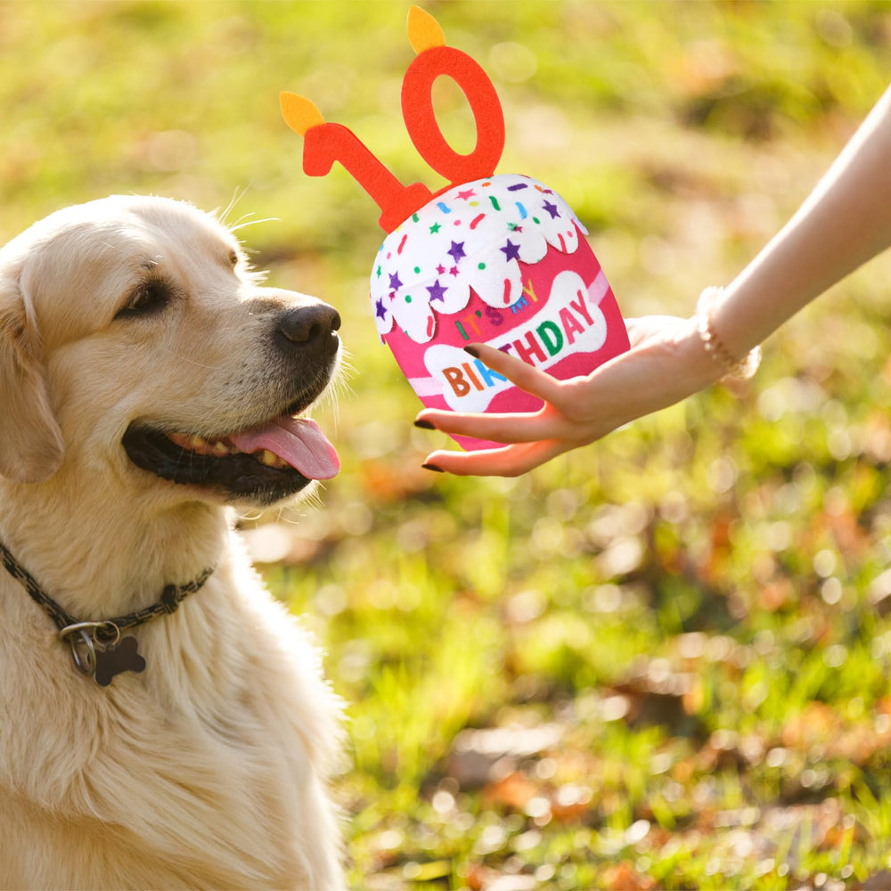 Dansydaisy chien jouant avec le gâteau, divertissement supervisé