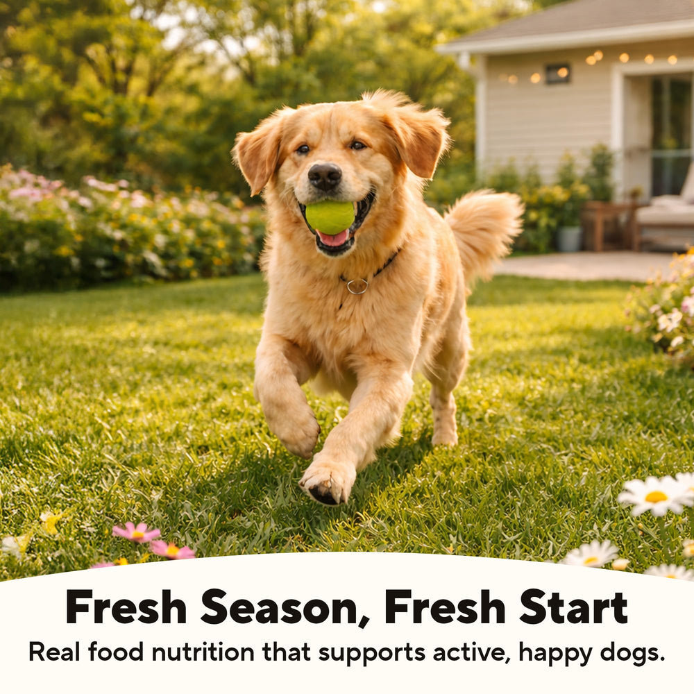 Dave's Pet Food chien senior mangeant facilement grâce à la texture douce