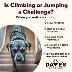 Dave's Pet Food gros plan sur la texture, met en valeur digestibilité et qualité