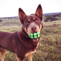 Dawg Grillz chien jouant montrant rebond et interactivité