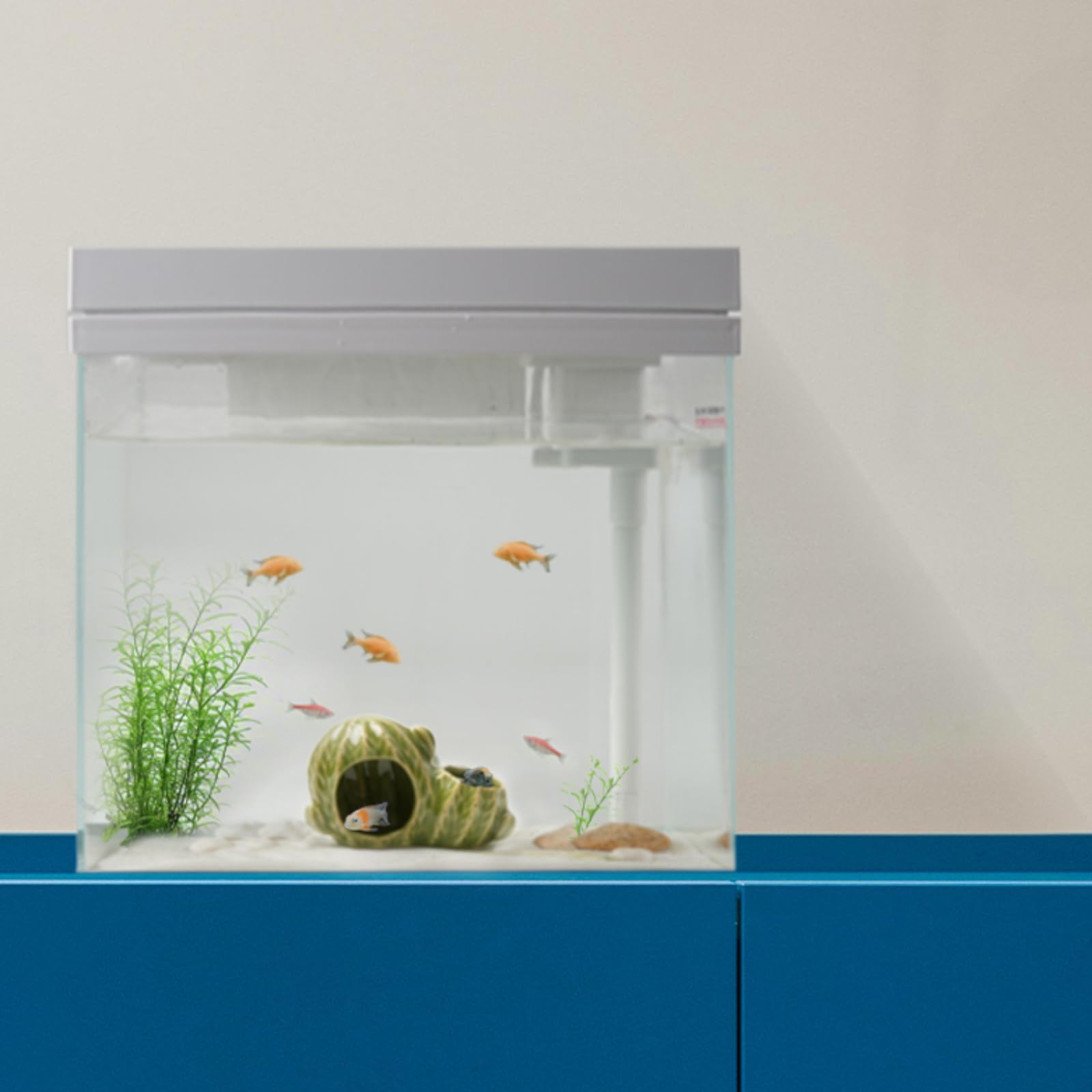 Deapeey cactus vert abritant un betta réduisant le stress du poisson
