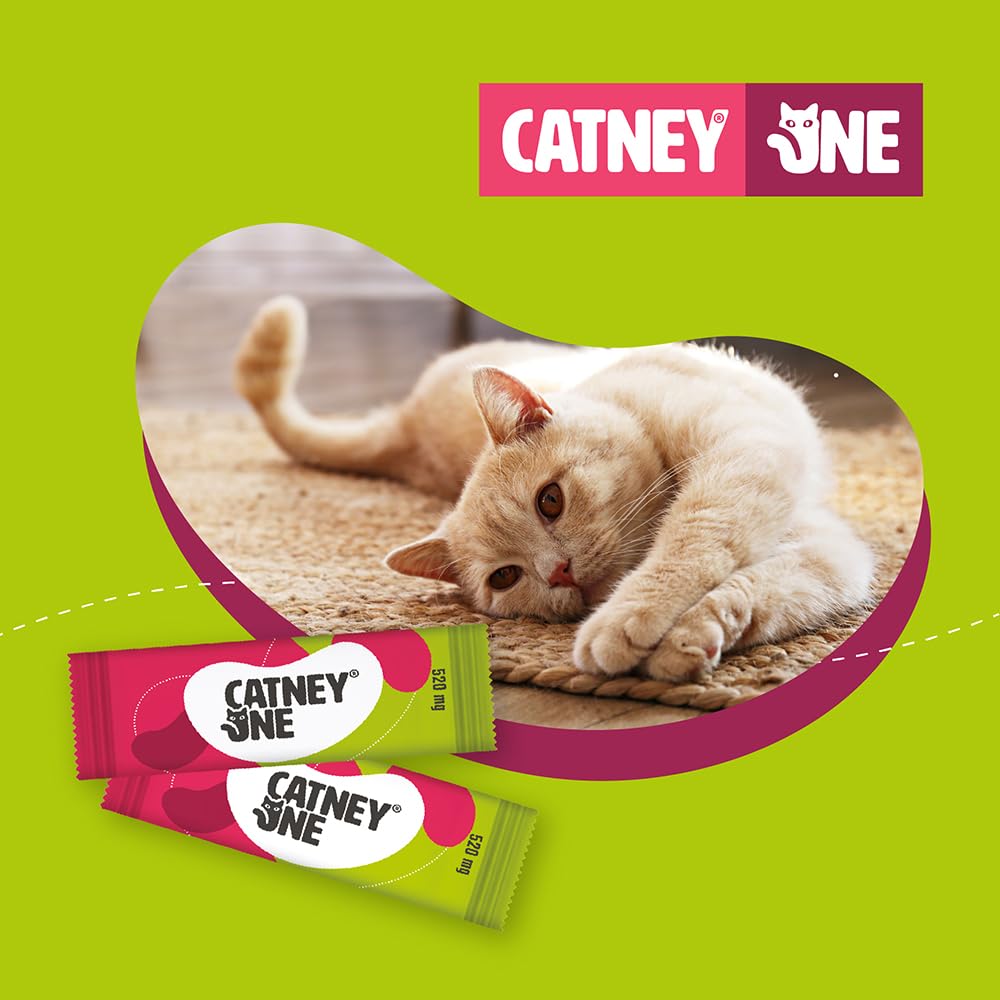 Dechra Catney One chat à la maison bénéficiant d’un complément rénal