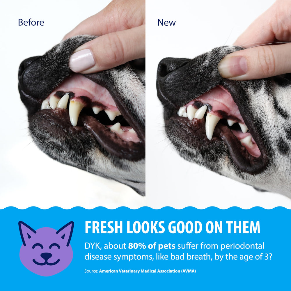Dental Fresh bouteille à l'échelle, grande capacité pour plusieurs animaux
