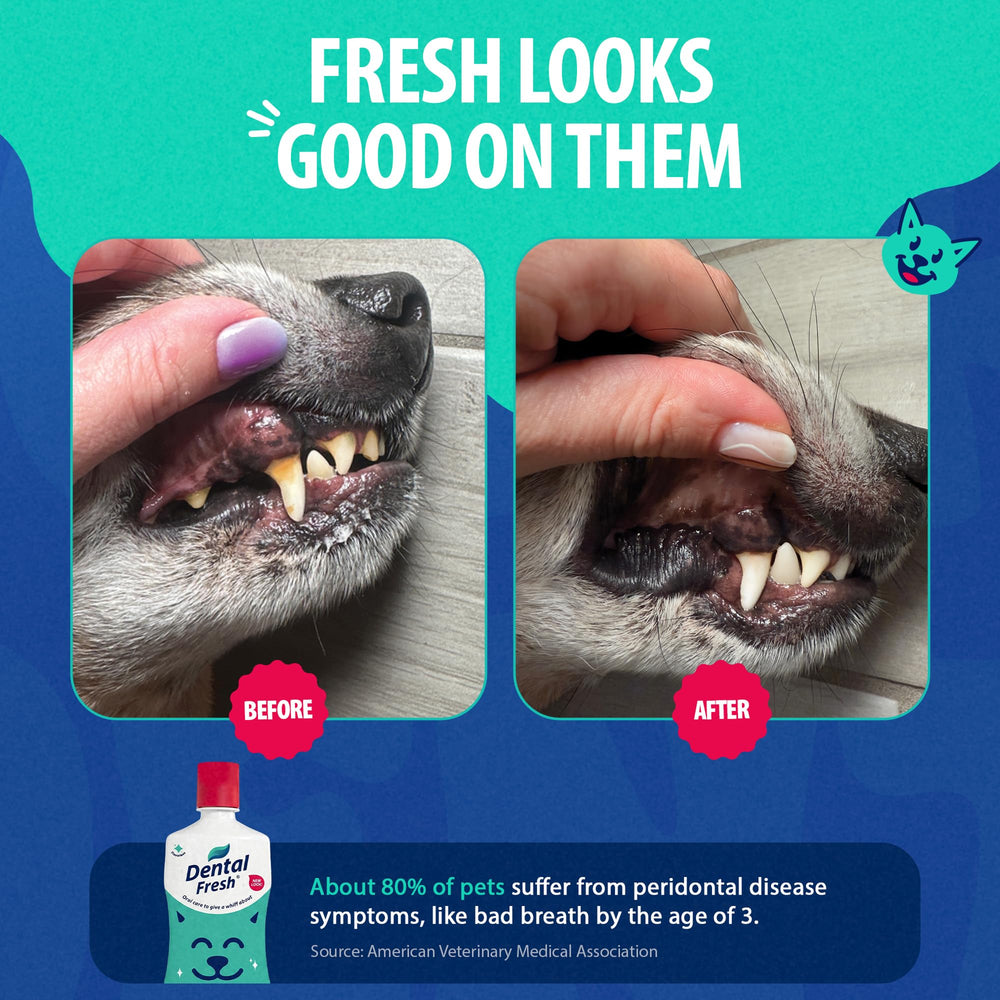 Chien buvant eau traitée avec Dental Fresh montrant haleine plus fraîche quotidienne