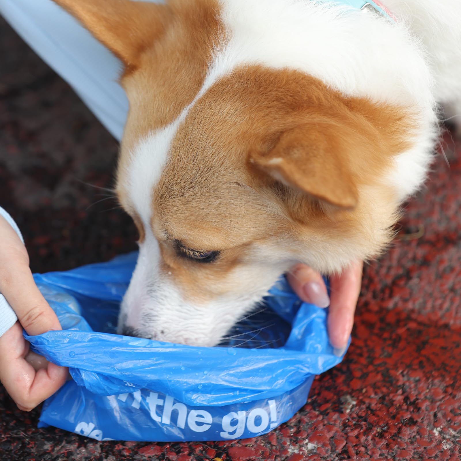 Deo Doo comparaison d'échelle montrant la taille adaptée chiens