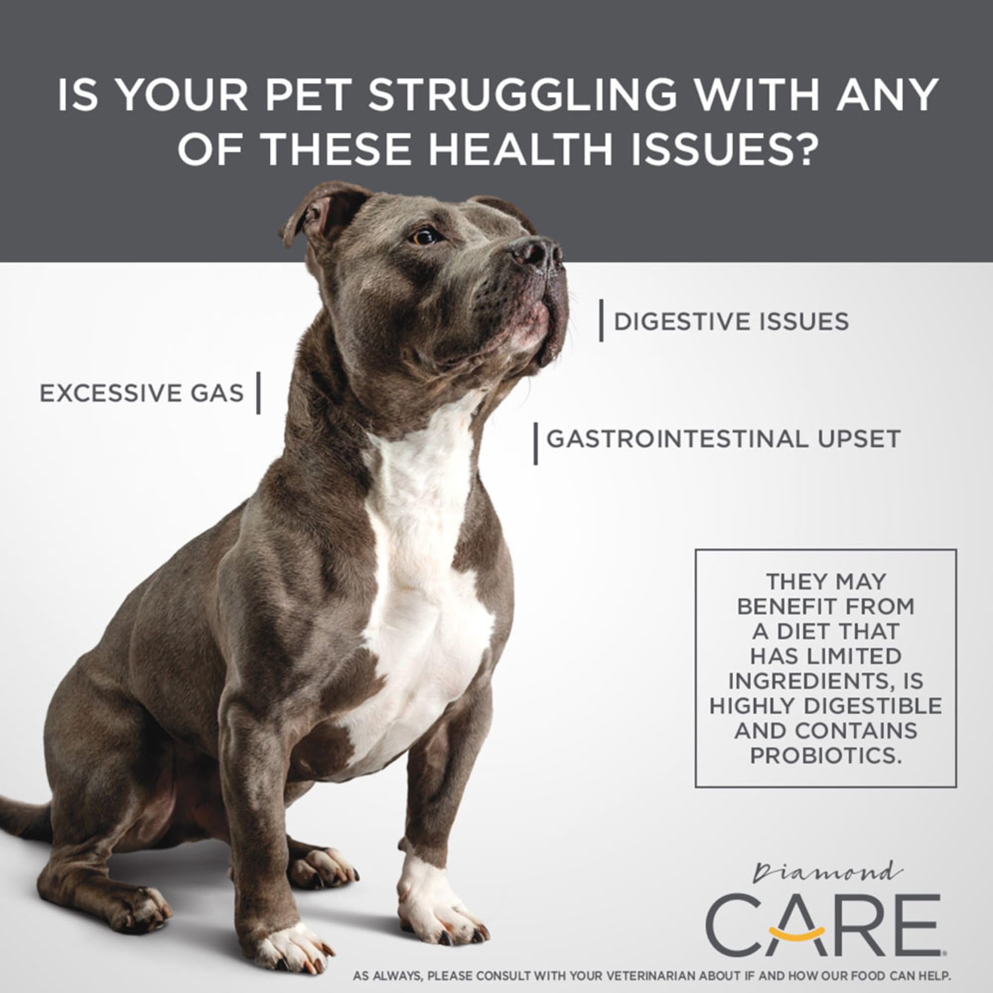 DIAMOND CARE chien mange croquettes soulignant appétence et tolérance