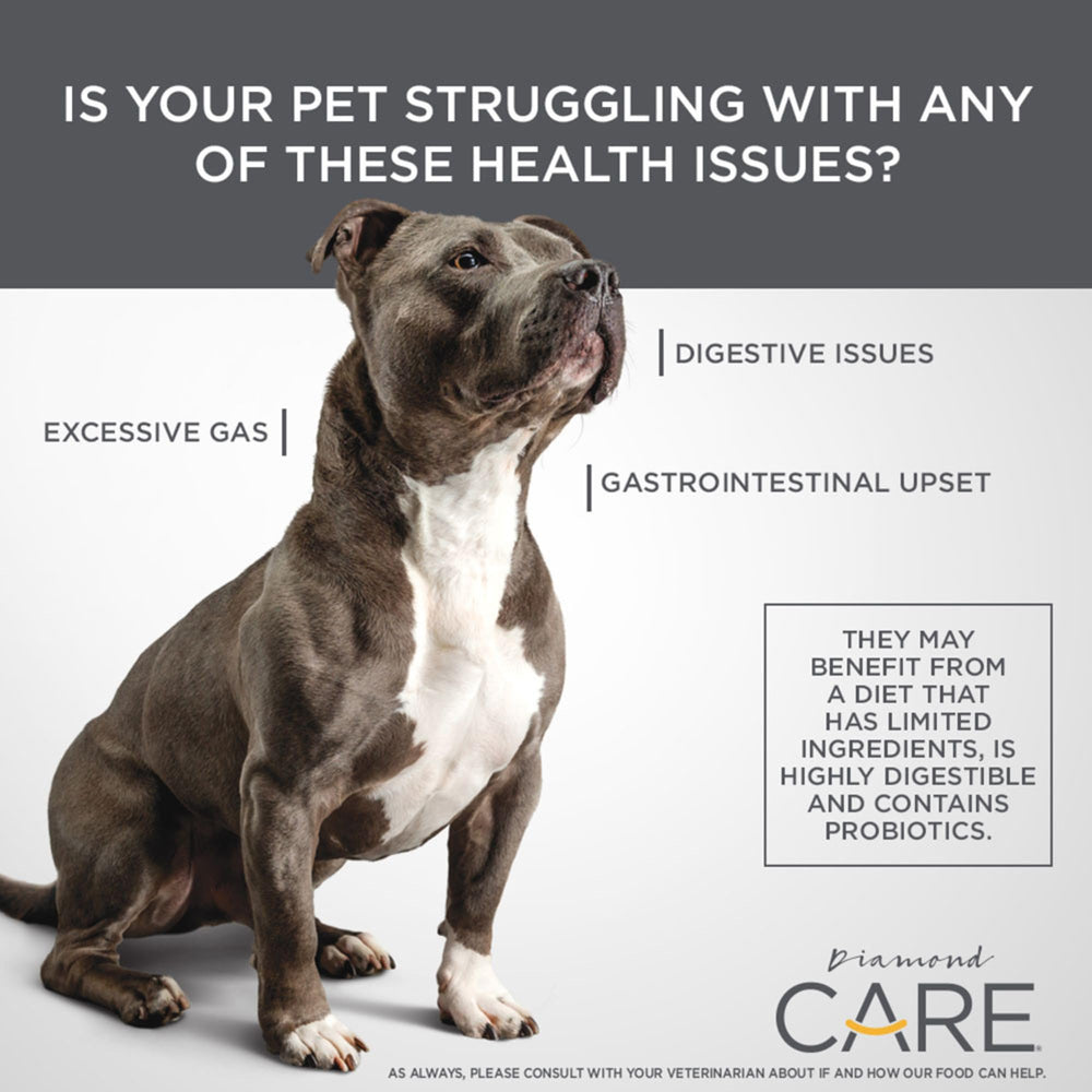 DIAMOND CARE chien mange croquettes soulignant appétence et tolérance