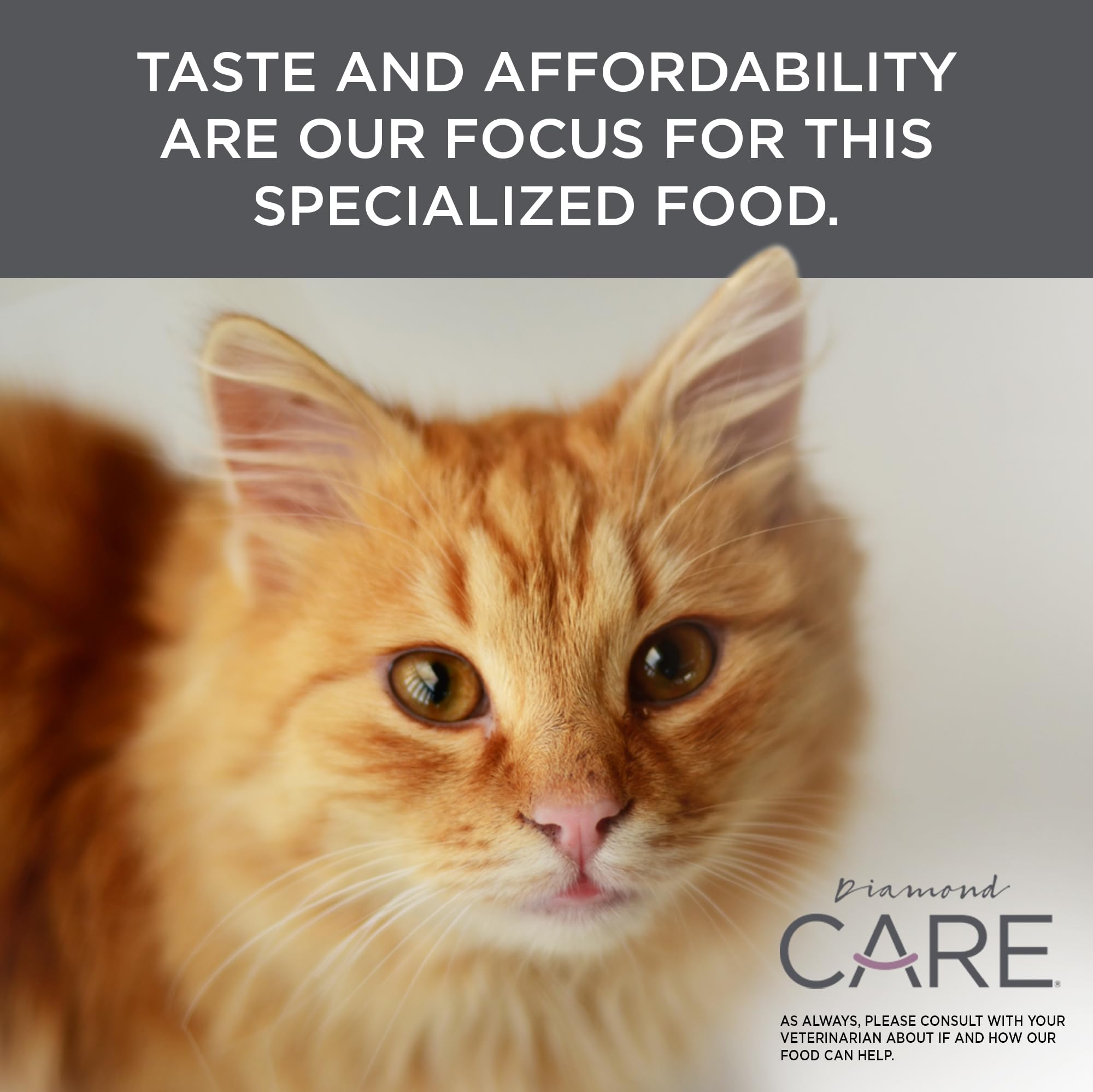 DIAMOND CARE chat détendu sur canapé après repas, image de bien-être général