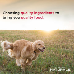 Diamond Naturals comparaison taille boîte à côté d'un chien pour évaluer portion