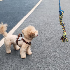 DIBBATU chiot jouant dehors pour exercice actif