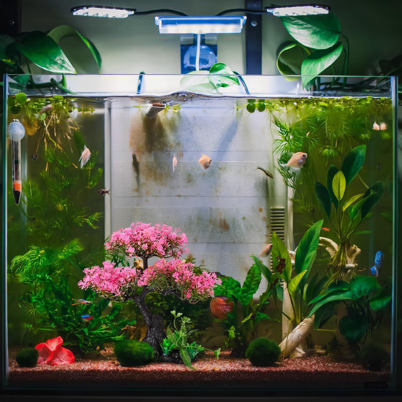 Didiseaon décor installé en aquarium créant ambiance zen